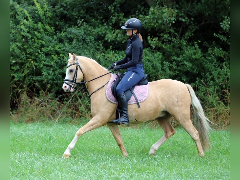 Galés B Caballo castrado 4 años 135 cm Palomino in Wildeshausen