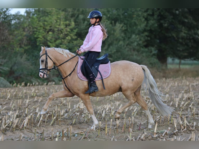 Galés B Caballo castrado 4 años 135 cm Palomino in Wildeshausen