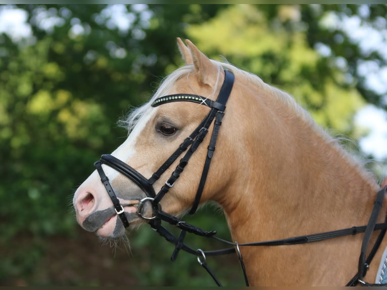 Galés B Caballo castrado 4 años 136 cm Palomino in Wildeshausen