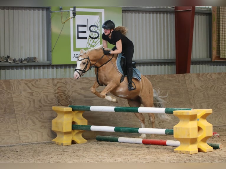 Galés B Caballo castrado 4 años 136 cm Palomino in Wildeshausen