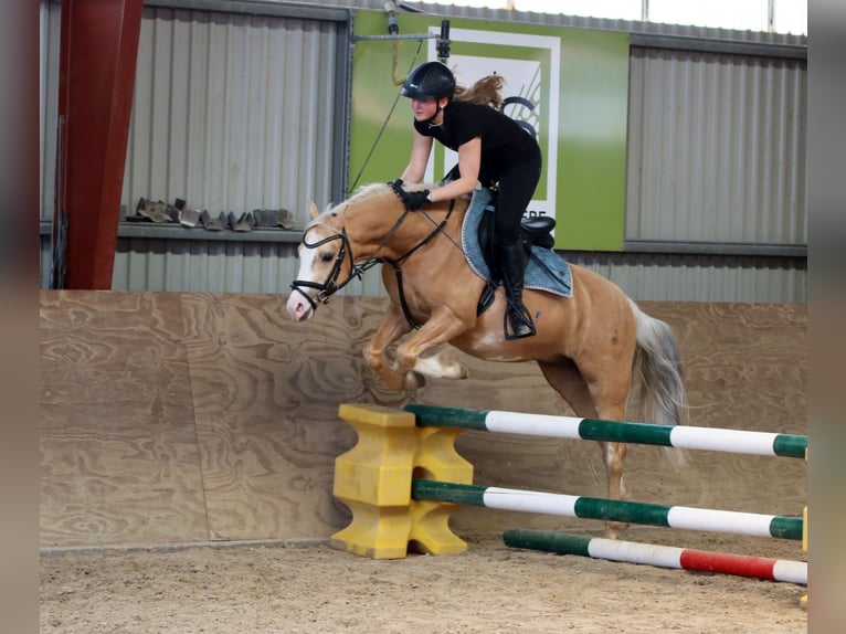 Galés B Caballo castrado 4 años 136 cm Palomino in Wildeshausen