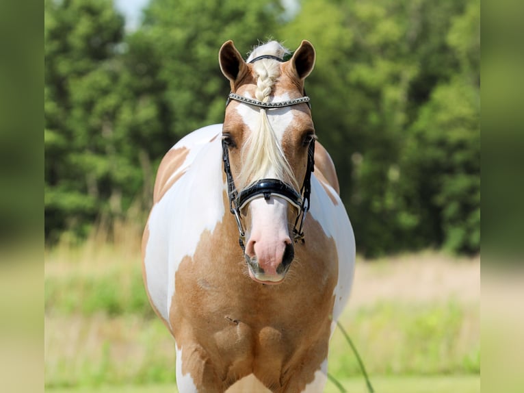 Galés B Caballo castrado 4 años Pío in Syracuse