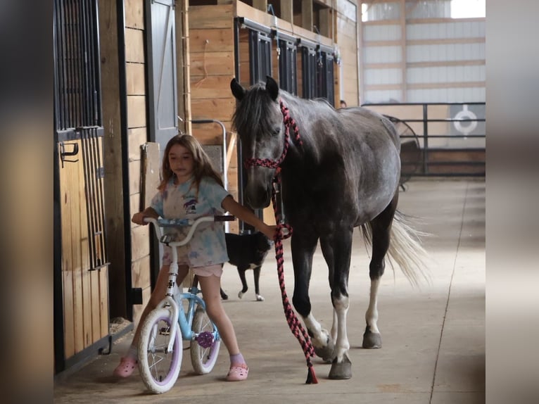 Galés B Caballo castrado 4 años Tordo in Howell