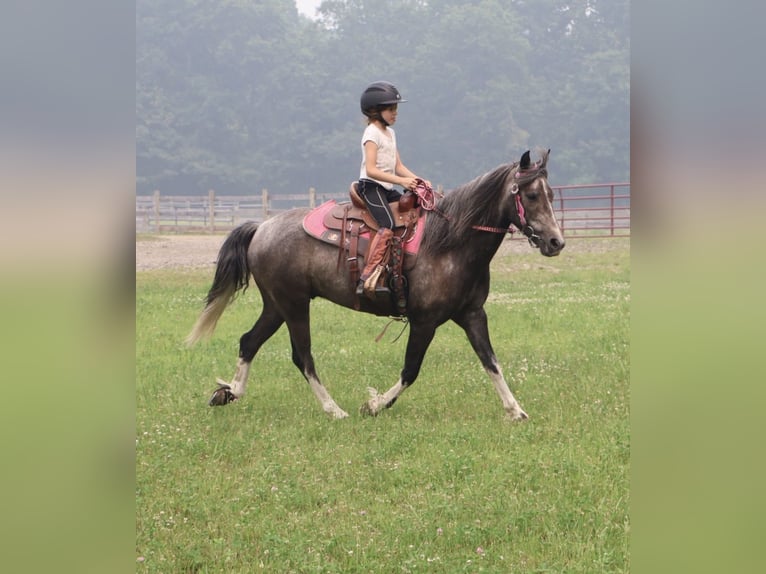 Galés B Caballo castrado 4 años Tordo in Howell