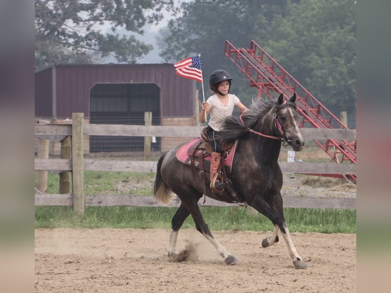 Galés B Caballo castrado 4 años Tordo in Howell