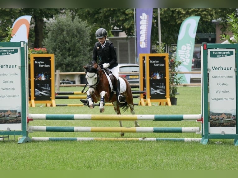 Galés B Caballo castrado 5 años 122 cm Castaño in Oost West en Middelbeers