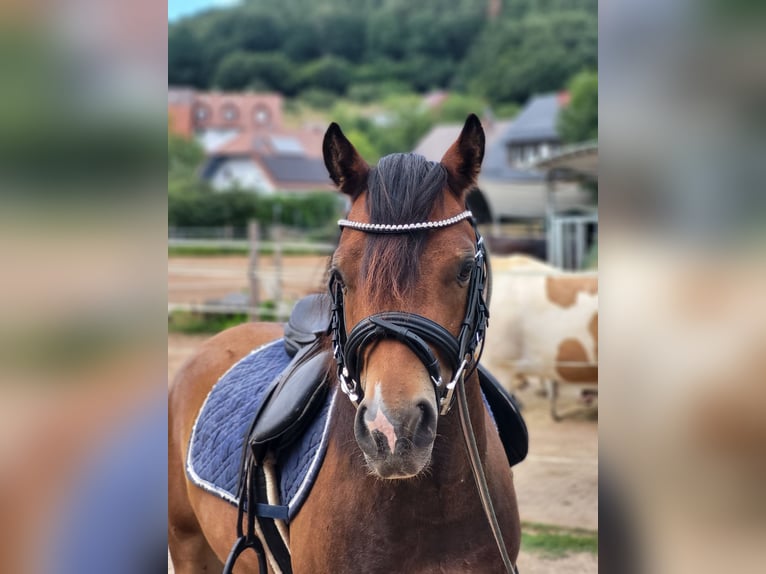 Galés B Caballo castrado 5 años 125 cm Castaño in Leutenbach