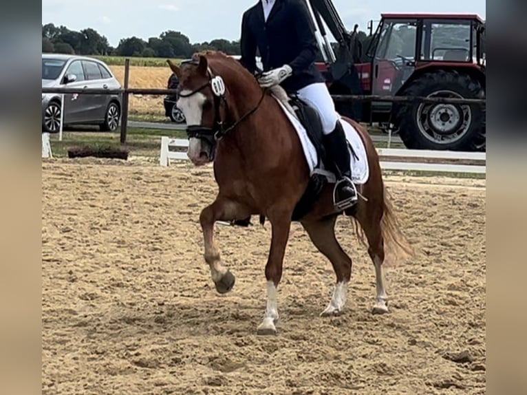Galés B Caballo castrado 5 años 126 cm Alazán in Burgdorf