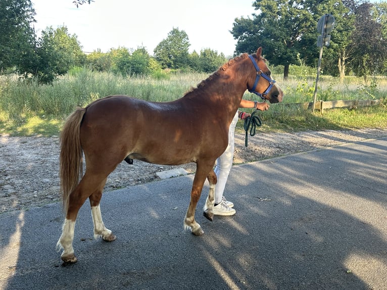 Galés B Caballo castrado 5 años 126 cm Alazán in Burgdorf