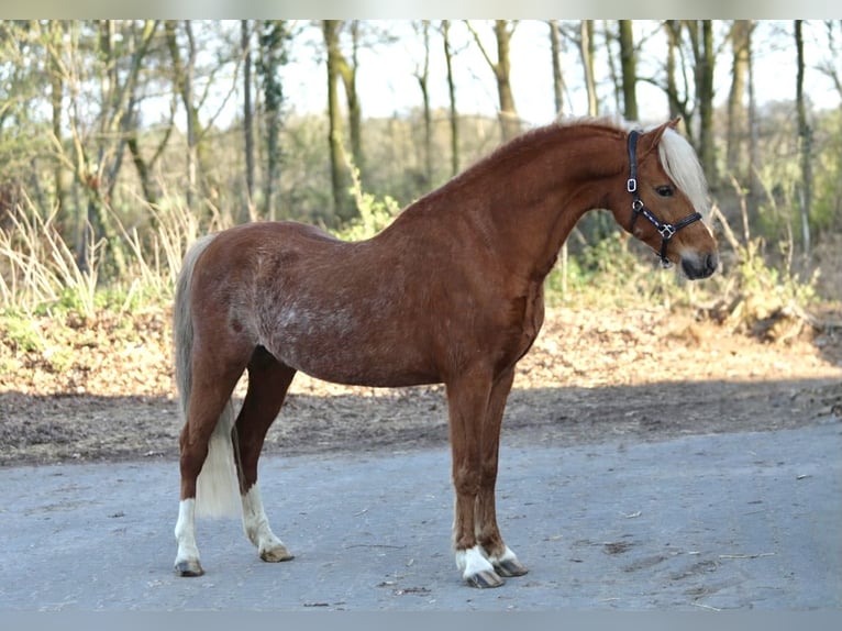 Galés B Caballo castrado 5 años 126 cm Alazán in Aalten