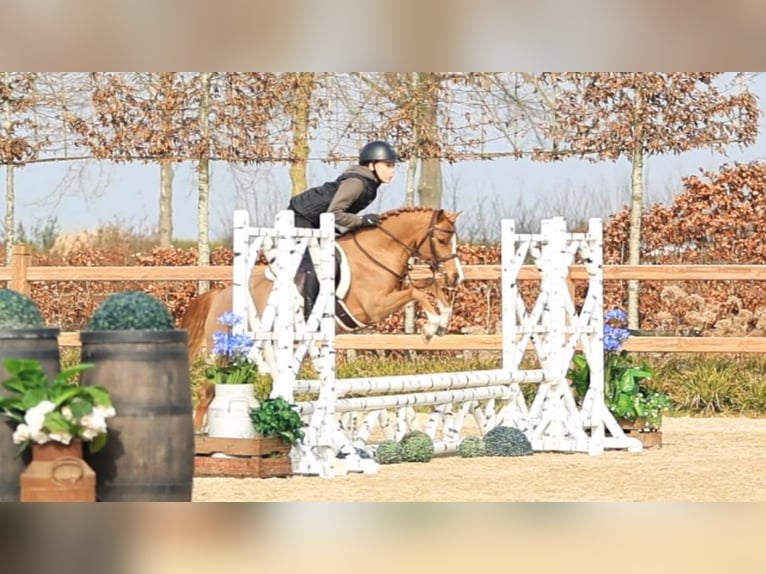 Galés B Caballo castrado 5 años 127 cm Alazán in Oost West en Middelbeers
