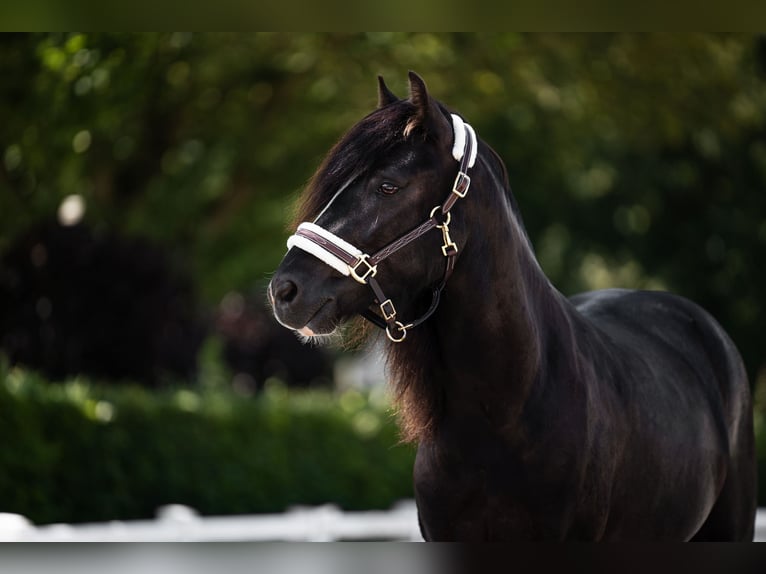 Galés B Caballo castrado 5 años 130 cm Negro in Eschweiler