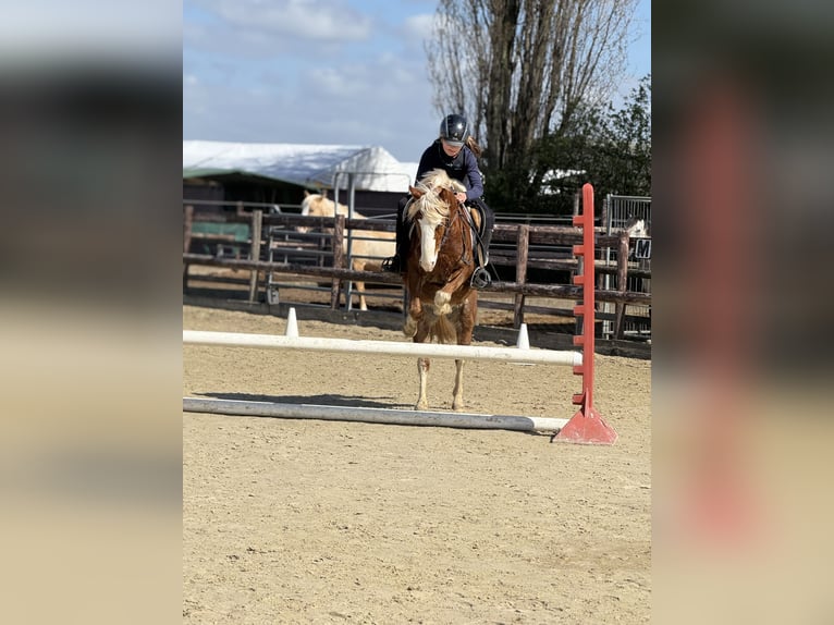 Galés B Caballo castrado 5 años 131 cm Alazán in Bergheim