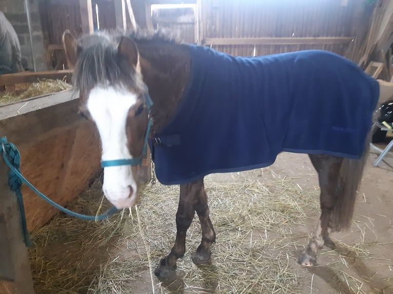 Galés B Caballo castrado 5 años 133 cm Alazán in Sulzfeld
