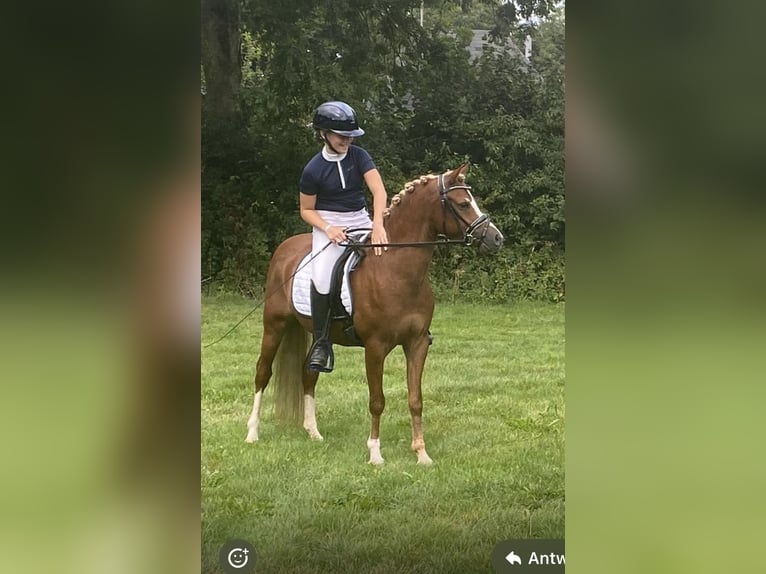 Galés B Caballo castrado 5 años 134 cm Alazán in Hengelo (Gld)