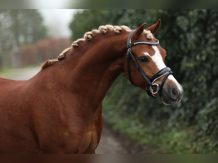 Galés B Caballo castrado 5 años 134 cm Alazán in Hengelo (Gld)