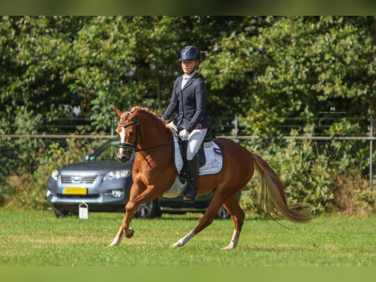 Galés B Caballo castrado 5 años 134 cm Alazán in Hengelo (Gld)