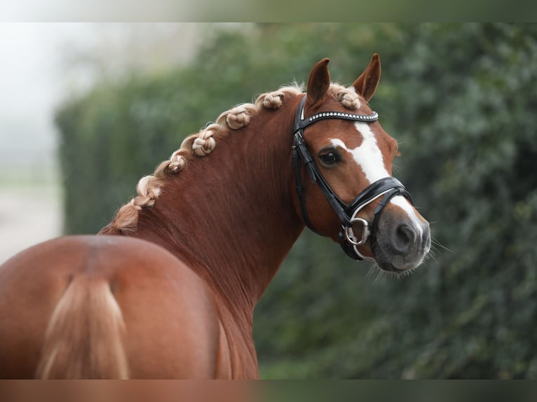 Galés B Caballo castrado 5 años 134 cm Alazán in Hengelo (Gld)