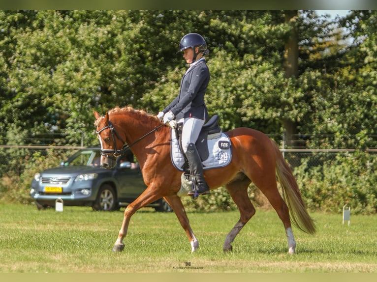 Galés B Caballo castrado 5 años 134 cm Alazán in Hengelo (Gld)