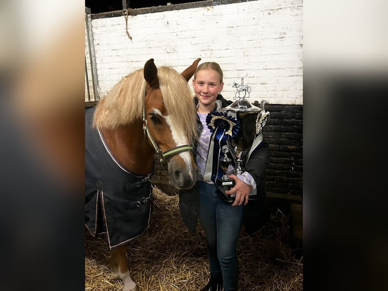 Galés B Caballo castrado 5 años 134 cm Alazán in Hengelo (Gld)