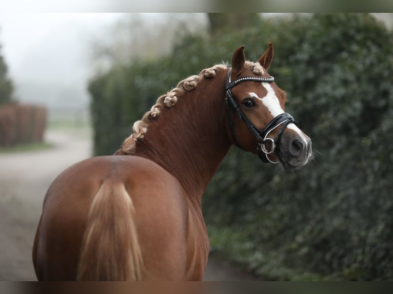 Galés B Caballo castrado 5 años 134 cm Alazán in Hengelo (Gld)