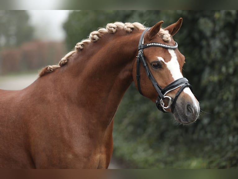 Galés B Caballo castrado 5 años 134 cm Alazán in Hengelo (Gld)