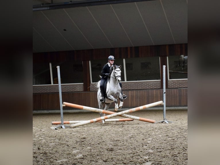 Galés B Caballo castrado 5 años 136 cm Tordo in Oosterbeek