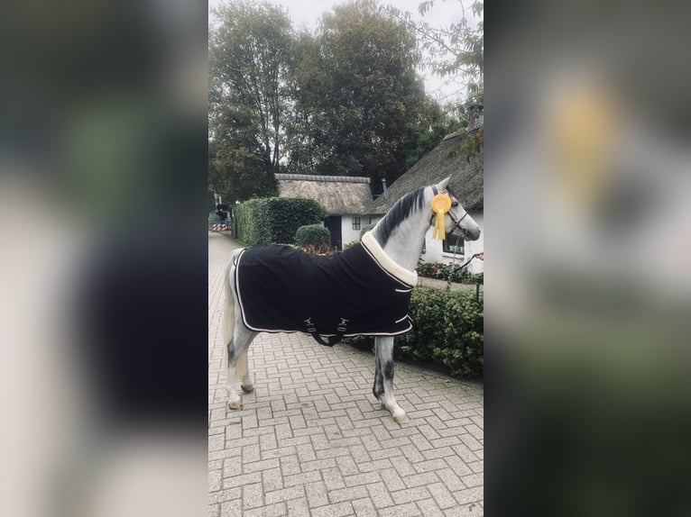 Galés B Caballo castrado 5 años 136 cm Tordo in Oosterbeek