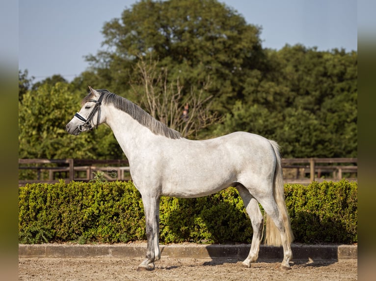Galés B Caballo castrado 5 años 136 cm Tordo in Oosterbeek