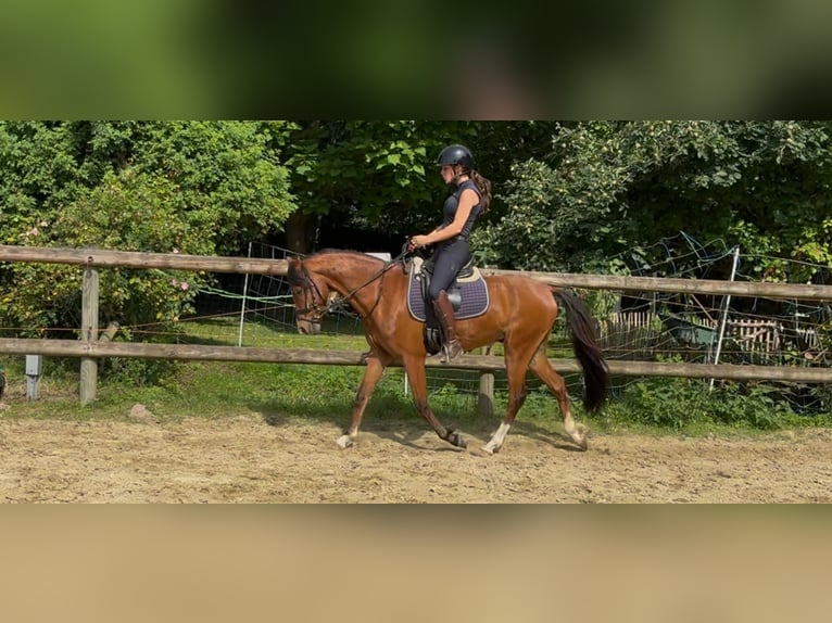 Galés B Caballo castrado 5 años 137 cm Castaño in Mönchengladbach