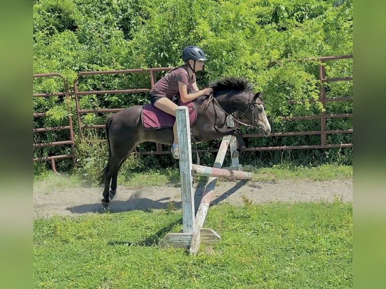 Galés B Mestizo Caballo castrado 5 años Castaño rojizo in New Holland