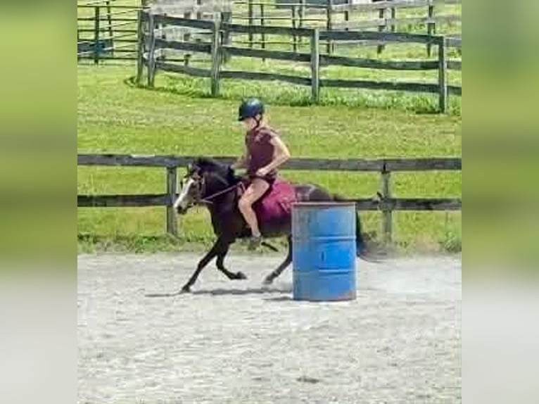Galés B Mestizo Caballo castrado 5 años Castaño rojizo in New Holland