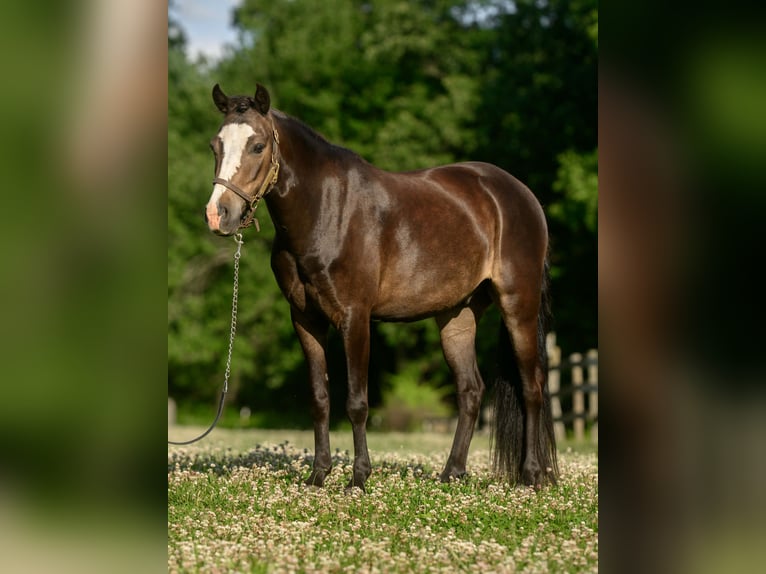 Galés B Mestizo Caballo castrado 5 años Castaño rojizo in New Holland