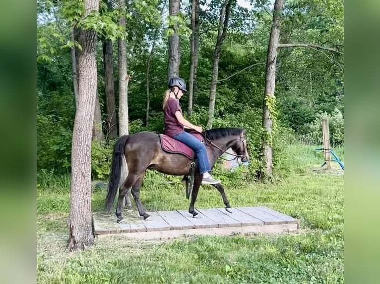 Galés B Mestizo Caballo castrado 5 años Castaño rojizo in New Holland