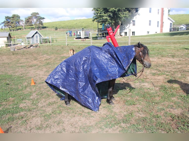 Galés B Mestizo Caballo castrado 6 años 112 cm Castaño in Baltic