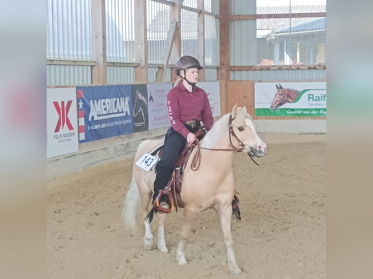 Galés B Mestizo Caballo castrado 6 años 120 cm Palomino in Lindlar