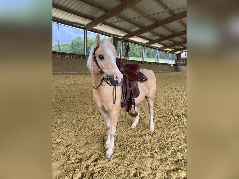 Galés B Mestizo Caballo castrado 6 años 120 cm Palomino in Lindlar
