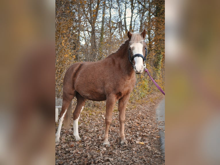 Galés B Caballo castrado 6 años 124 cm Alazán in Rosenheim