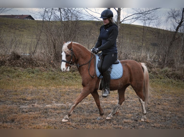 Galés B Caballo castrado 6 años 124 cm Alazán in Rosenheim