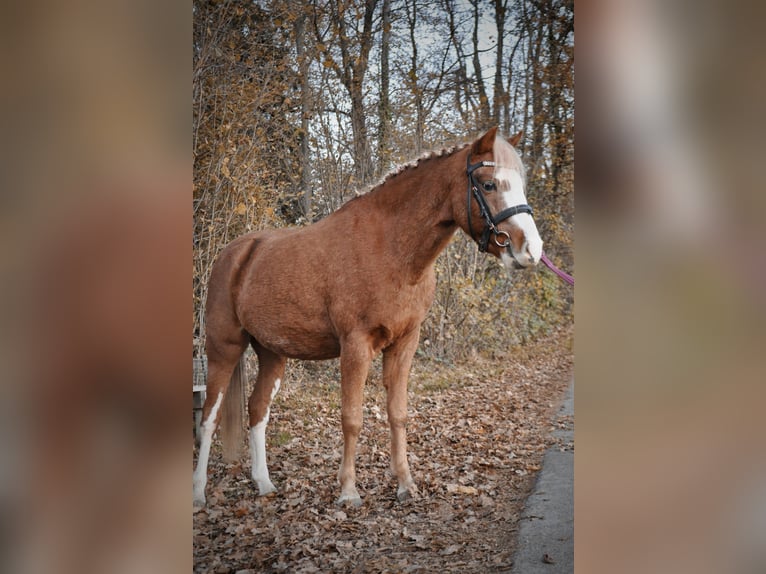 Galés B Caballo castrado 6 años 124 cm Alazán in Rosenheim