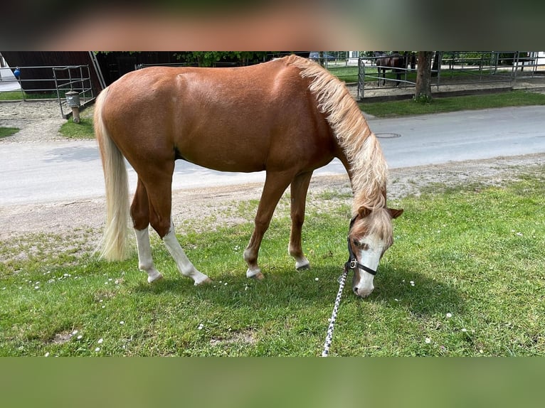 Galés B Caballo castrado 6 años 124 cm Alazán in Rosenheim