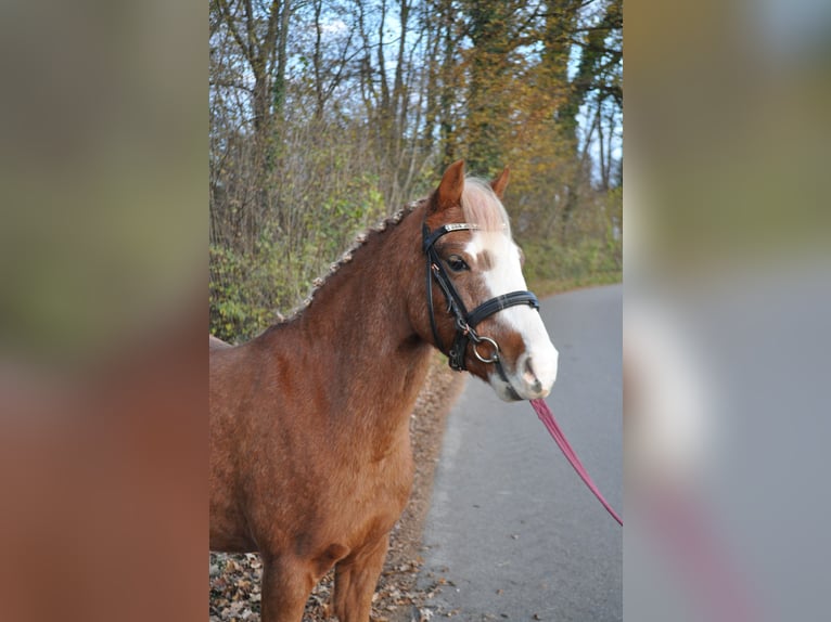 Galés B Caballo castrado 6 años 124 cm Alazán in Rosenheim