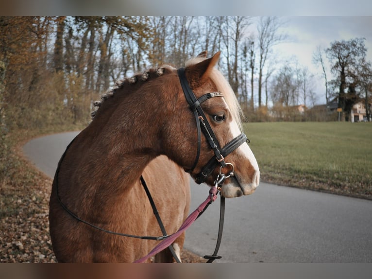 Galés B Caballo castrado 6 años 124 cm Alazán in Rosenheim