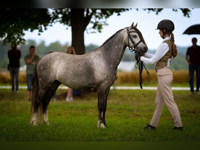 Galés B Caballo castrado 6 años 124 cm White/Blanco in Nižbor