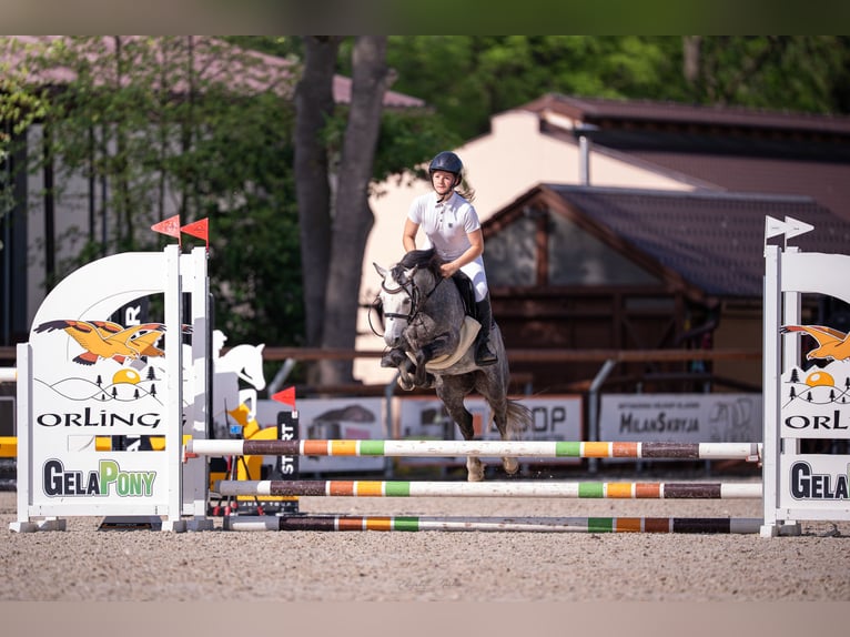 Galés B Caballo castrado 6 años 124 cm White/Blanco in Nižbor