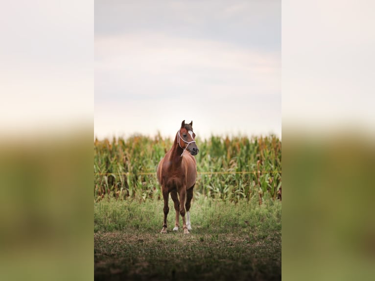 Galés B Caballo castrado 6 años 127 cm in Pakość