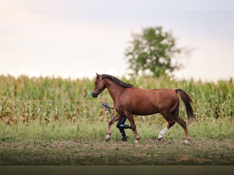 Galés B Caballo castrado 6 años 127 cm in Pakość