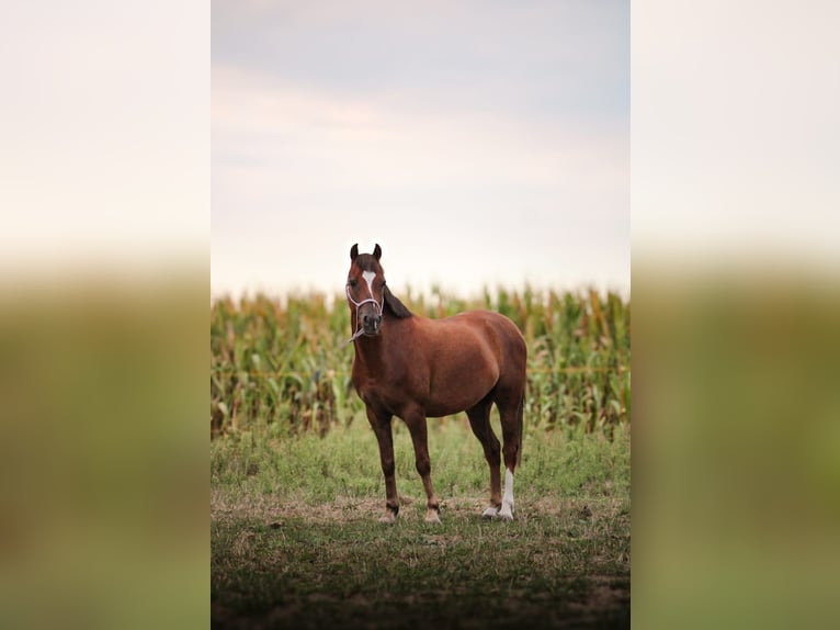 Galés B Caballo castrado 6 años 127 cm in Pakość