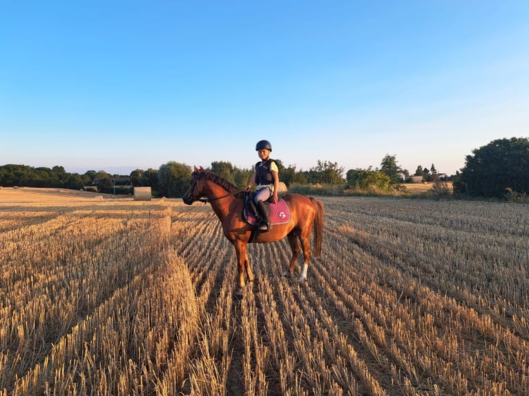 Galés B Caballo castrado 6 años 127 cm in Pakość