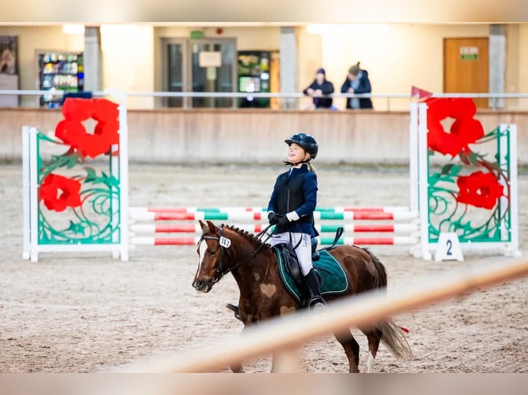 Galés B Caballo castrado 6 años 127 cm in Pakość